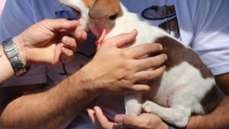 Feira de adoção de animais neste sábado em SJB