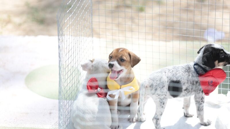 Festival Julino do Açu terá feira de adoção de animais