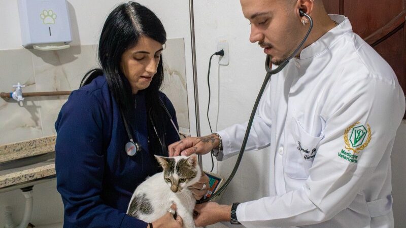 Cecop realiza cirurgia de esterilização em SJB