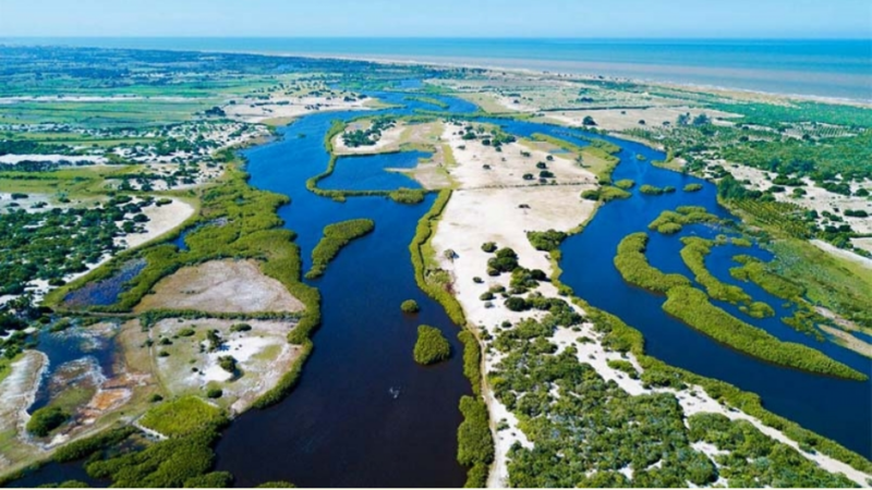 Dia Mundial do Meio Ambiente: Entenda por que é dia 5 de junho