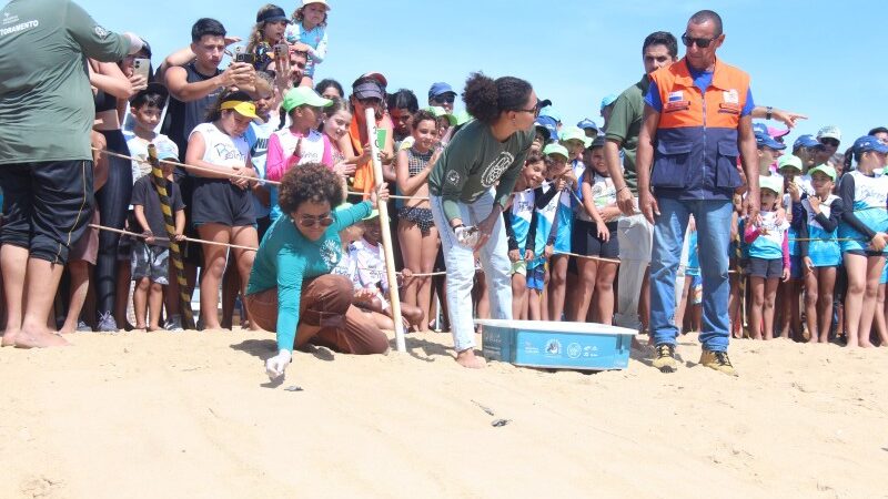 Caminhada de filhotes de tartarugas ao mar reúne centenas de pessoas em Grussaí