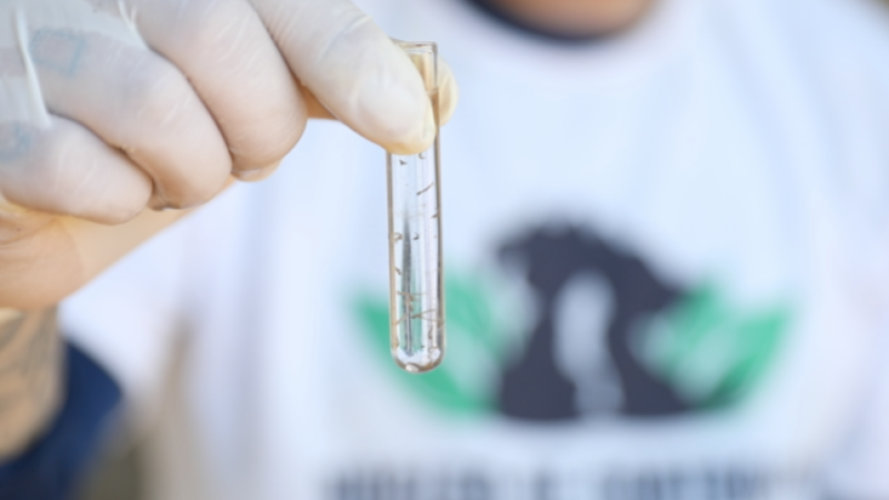 Combate à Dengue em SJB: ação nesta quarta, 12, será apenas no Cemitério de Capela São Pedro