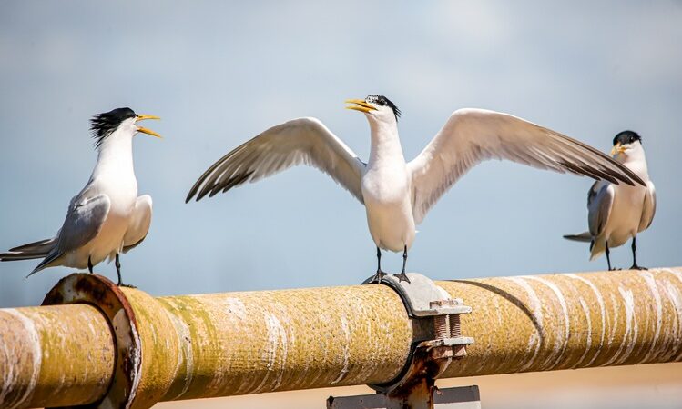 Vast e Petronas Brasil inauguram trilha de observação de aves na Reserva Caruara, em SJB