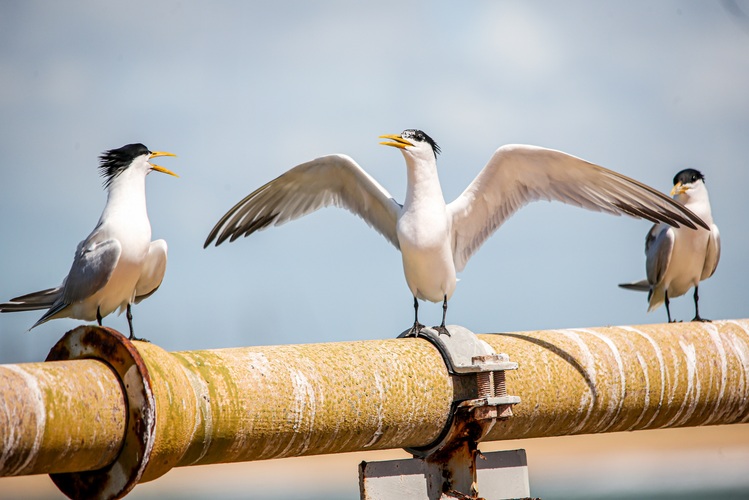 Vast e Petronas Brasil inauguram trilha de observação de aves na Reserva Caruara, em SJB