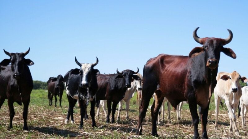 Pecuaristas de SJB têm até 31 de maio para cadastrar rebanho