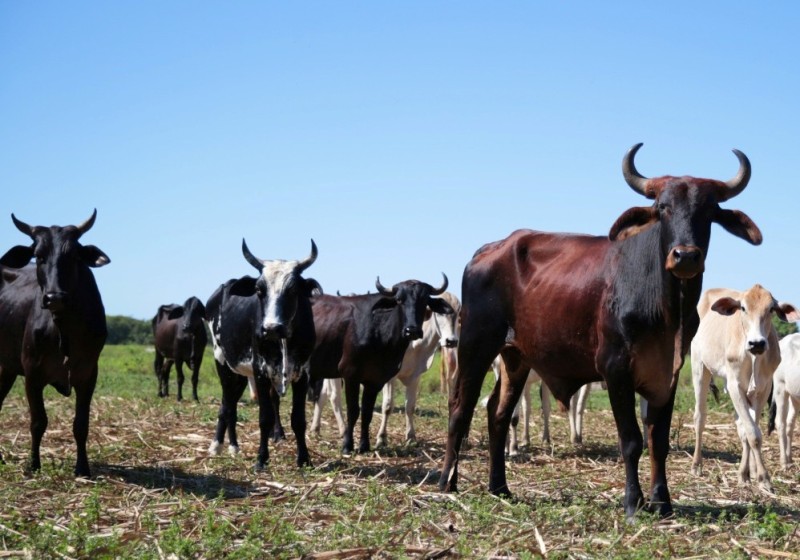 Pecuaristas de SJB têm até 31 de maio para cadastrar rebanho