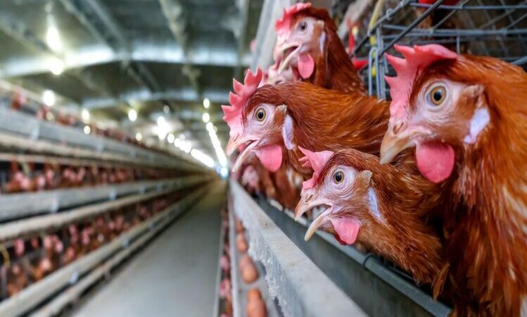 Governo do Rio intensifica ações de prevenção contra gripe aviária após caso no RS