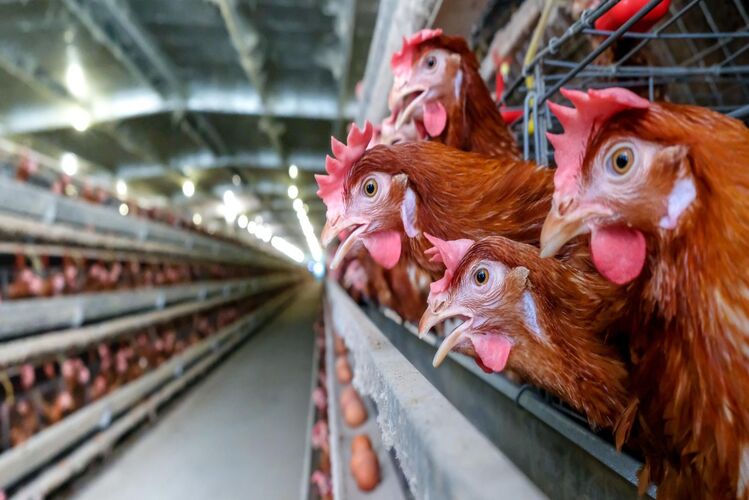 Governo do Rio intensifica ações de prevenção contra gripe aviária após caso no RS