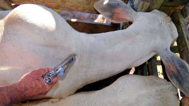 Vacinação contra manqueira, botulismo, tétano e raiva inicia nesta segunda em SJB