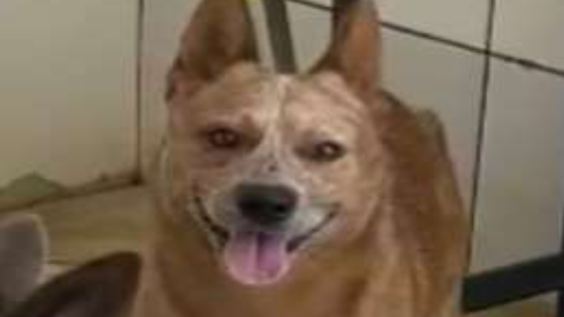 Empresário é acusado de matar cachorro a pauladas em São João da Barra.