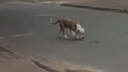 Cão da raça Pitbull solto causa tensão em Chapéu de Sol, São João da Barra   