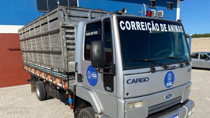 Serviço de Correição já apreendeu mais de 150 animais em SJB neste ano