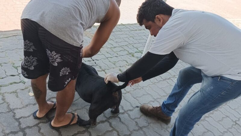 SJB inicia vacinação antirrábica animal itinerante na próxima terça