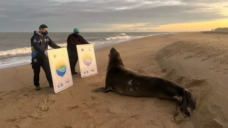 Elefante-marinho aparece na Praia do Farol, em Campos. Visitante da Patagônia descansava tranquilamente na areia.