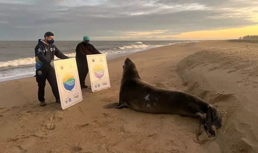 Elefante-marinho aparece na Praia do Farol, em Campos. Visitante da Patagônia descansava tranquilamente na areia.