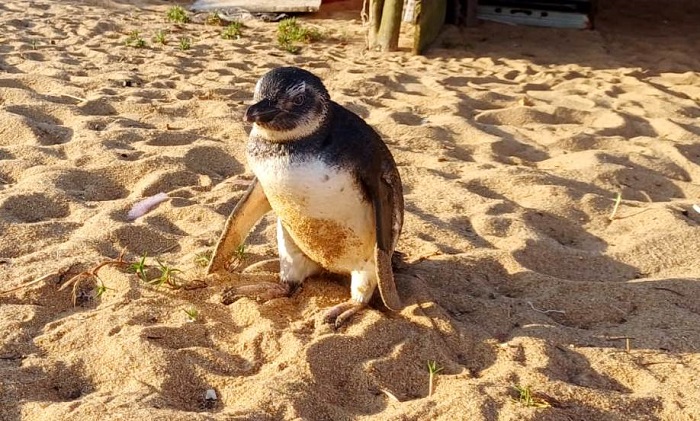Guarda Ambiental resgata pinguim no Pontal de Atafona