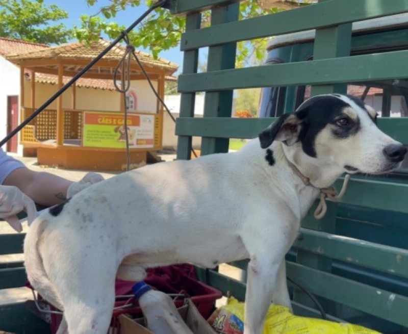 Vacinação Antirrábica Itinerante com atendimento nesta terça e na quarta-feira