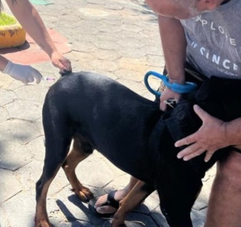 Vacinação antirrábica em três diferentes pontos nesta semana em SJB