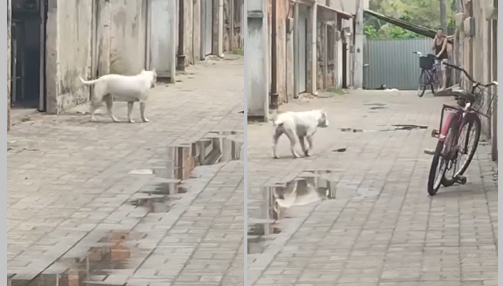 Lei sancionada em São João da Barra estabelece regras para circulação de cães perigosos