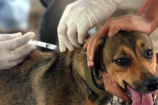 Dia D de Vacinação Antirrábica Animal com postos já definidos em SJB