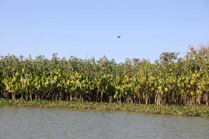Conselho de Meio Ambiente de SJB com vagas para representantes da sociedade civil organizada