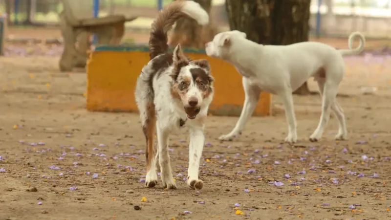 Brasil tem cerca de 30 milhões de animais domésticos abandonados