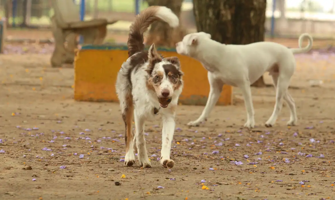 Brasil tem cerca de 30 milhões de animais domésticos abandonados