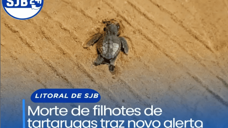 Morte de filhotes de tartarugas traz novo alerta sobre veículos na praia