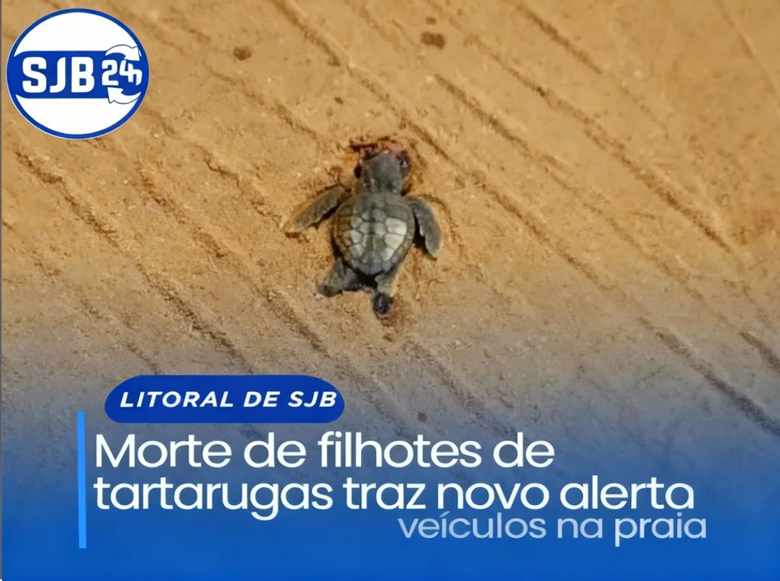 Morte de filhotes de tartarugas traz novo alerta sobre veículos na praia