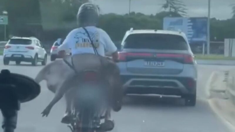 Capivara na garupa de moto chama atenção nas redes e levanta alerta ambiental na região