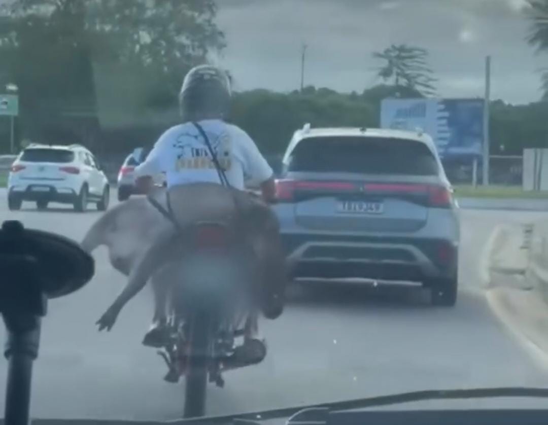 Capivara na garupa de moto chama atenção nas redes e levanta alerta ambiental na região