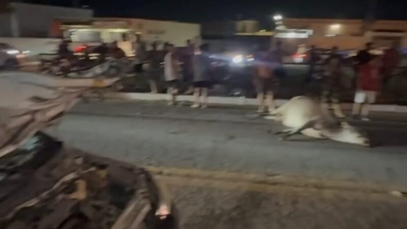 Vaca solta na BR-356 entre SJB e Atafona provoca acidente