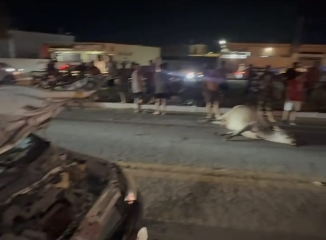 Vaca solta na BR-356 entre SJB e Atafona provoca acidente