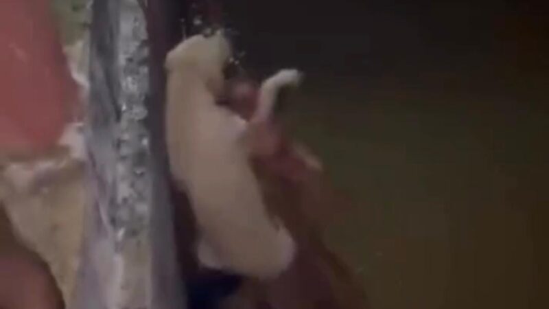 Cão é resgatado de dentro do rio Paraíba do Sul em SJB