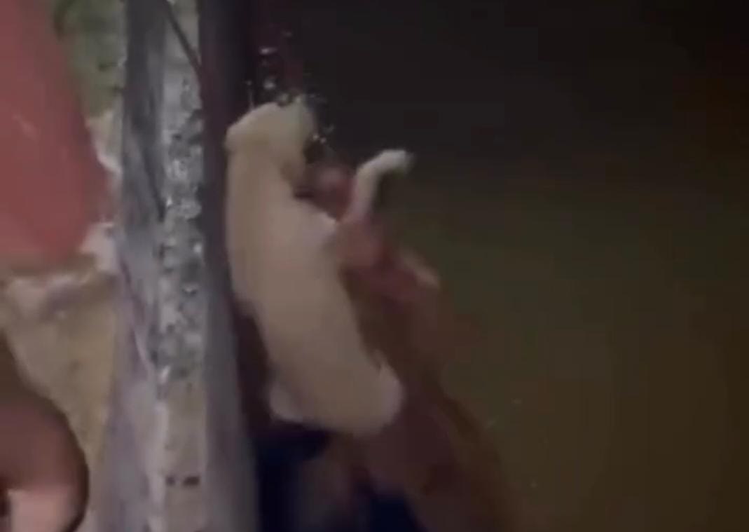 Cão é resgatado de dentro do rio Paraíba do Sul em SJB