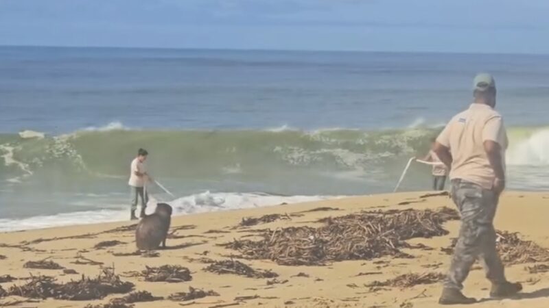 Capivara é resgatada na praia e levada ao Parque Lagoa do Açu