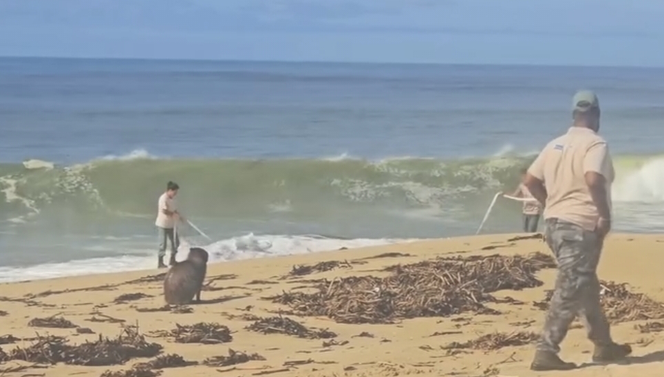 Capivara é resgatada na praia e levada ao Parque Lagoa do Açu