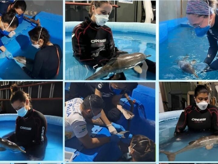 Filhote de toninha resgatado em Atafona morre após 11 dias de reabilitação