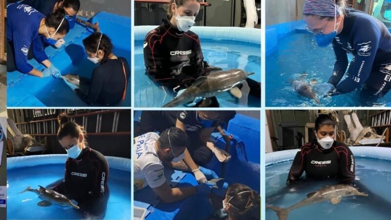 Filhote de toninha resgatado em Atafona morre após 11 dias de reabilitação