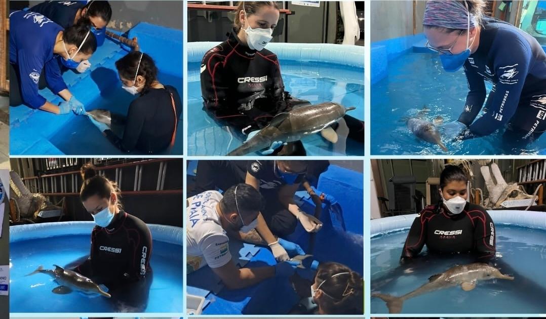 Filhote de toninha resgatado em Atafona morre após 11 dias de reabilitação