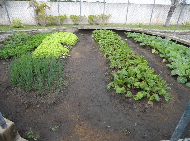 Inscrições abertas para curso de Horticultora Orgânica em SJB