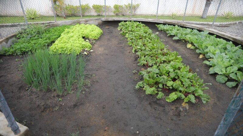 Inscrições abertas para curso de Horticultora Orgânica em SJB