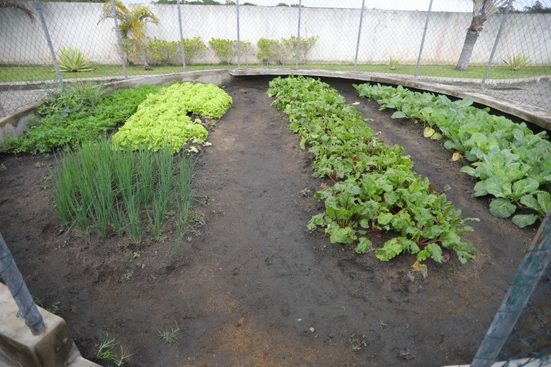 Inscrições abertas para curso de Horticultora Orgânica em SJB