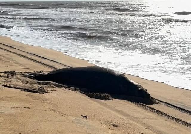 Animal marinho de grande porte chama atenção na praia de Chapéu de Sol