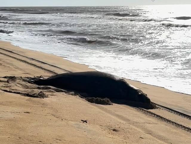 Animal marinho de grande porte chama atenção na praia de Chapéu de Sol