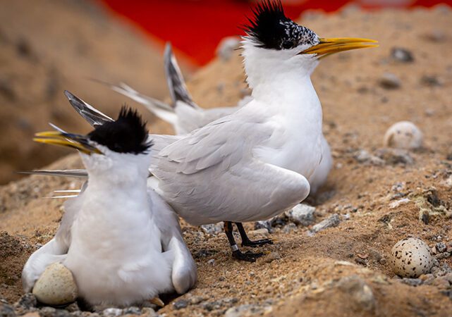 Prêmio Firjan de Sustentabilidade: projeto de empresa do setor portuário preserva aves ameaçadas de extinção