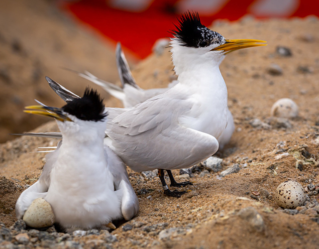 Prêmio Firjan de Sustentabilidade: projeto de empresa do setor portuário preserva aves ameaçadas de extinção