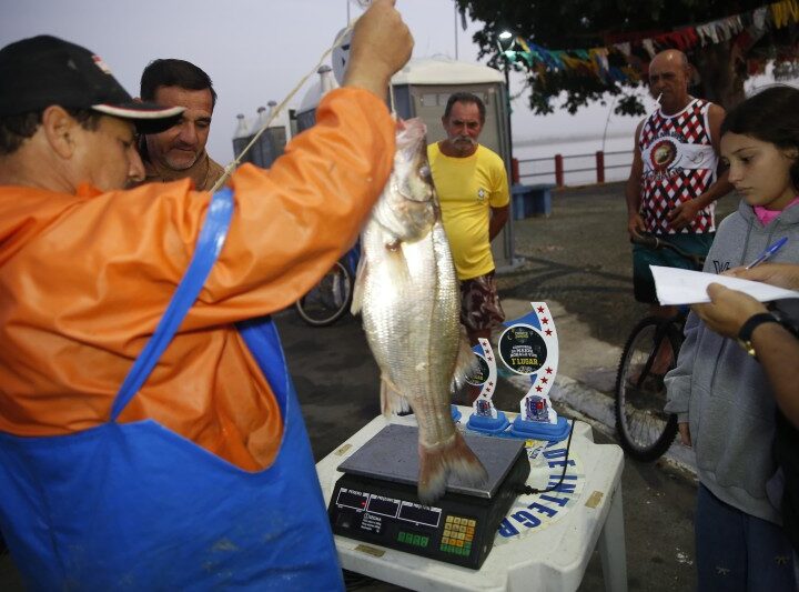 Pesca do Maior Robalo Vivo realizada em SJB