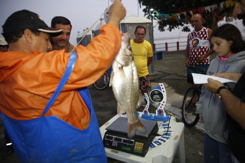 Pesca do Maior Robalo Vivo realizada em SJB