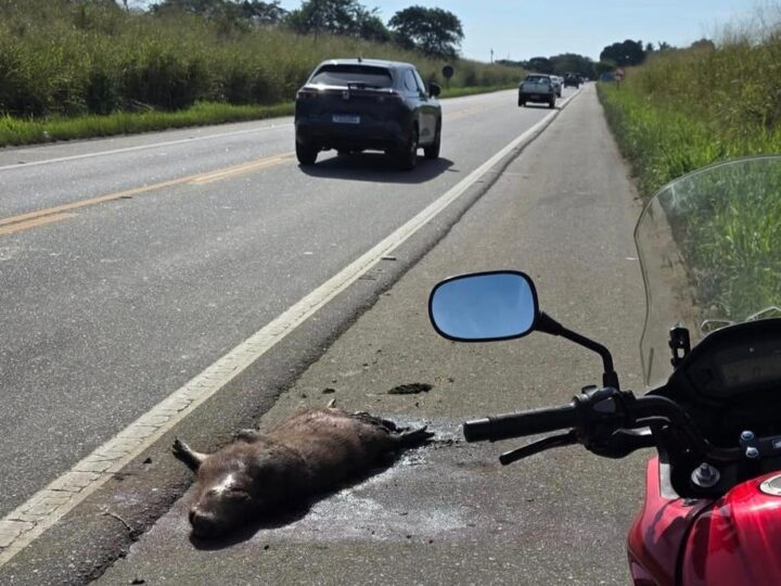 Capivara é atropelada na BR-356 e acende alerta para motoristas em SJB